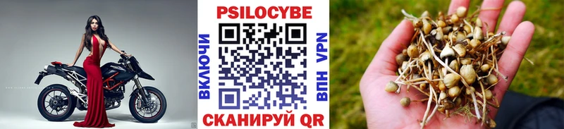 Псилоцибиновые грибы Psilocybe  где купить наркоту  Свободный 
